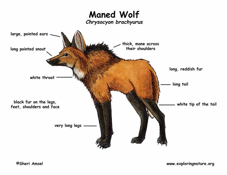 Basic Facts - Maned Wolf Conservation